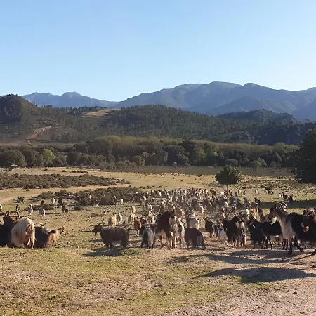 Domaine U Filanciu - Casa Chiara - Centru Di Corsica * Moltifao